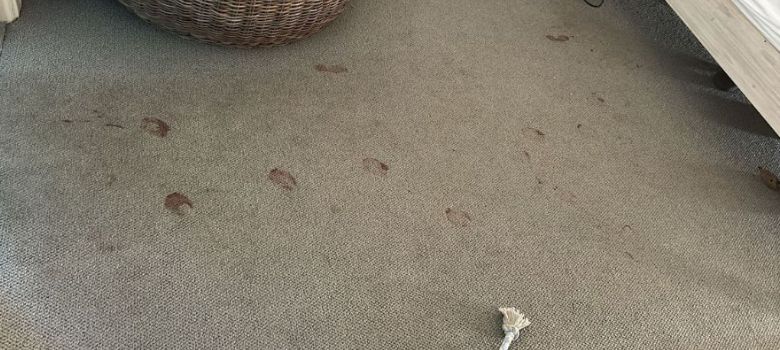 Excellence Carpet Cleaning